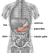 pancreas